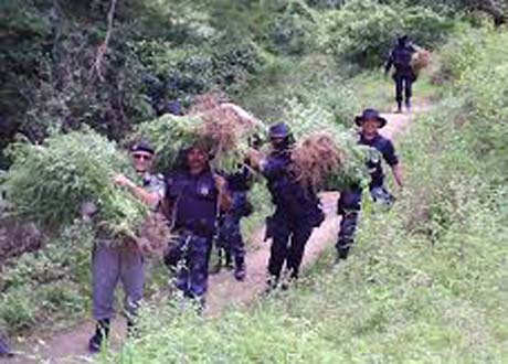 Polícia destrói plantação de maconha em Canapi
