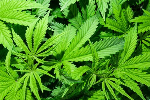 Pesquisa diz que maconha se tornou mais popular que o cigarro de tabaco nos EUA