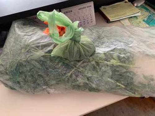 Casal é preso após polícia encontrar plantação de maconha em residência em Marechal Deodoro