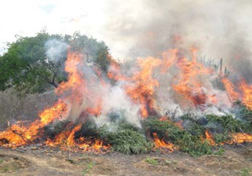 PF e SDS destroem 429 mil pés de maconha no interior de PE e AL