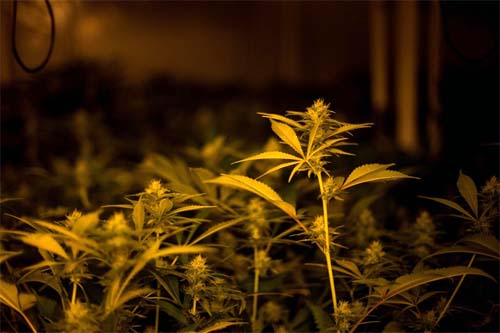 Polícia Civil encontra sítio com mil pés de maconha no interior do RJ