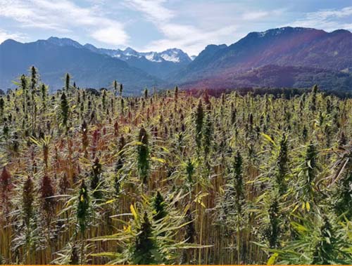 Turismo da maconha? Uruguai planeja produzir cannabis mais potente para atrair novos consumidores