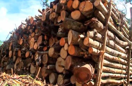 BPA flagra desmatamento em área de Mata Atlântica no litoral norte de AL
