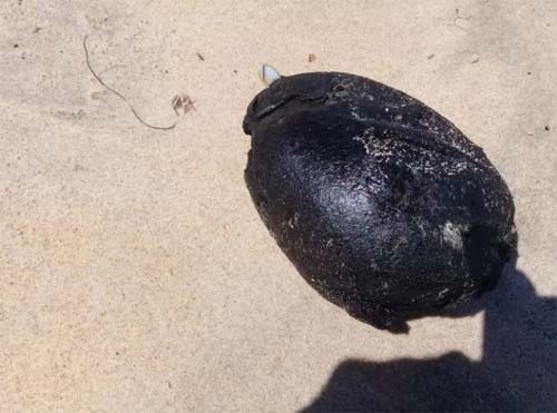 Banhistas encontram manchas de óleo em praia de Coruripe; material será analisado