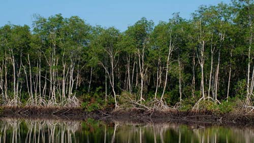 Conselho aprova extinção de regras que protegem manguezais e restingas