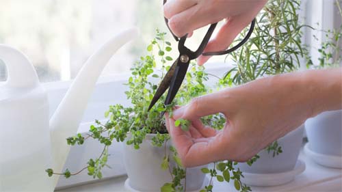 Mantenha as moscas longe de casa com este truque