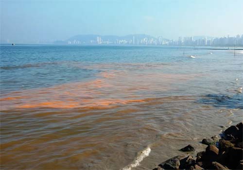 Análise da água do mar de AL tenta identificar microalgas que provocaram 'maré vermelha'