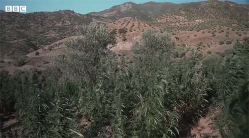 Por dentro dos gigantescos campos de maconha do Marrocos