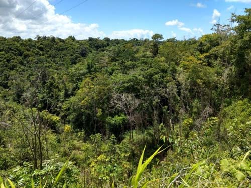 Alagoas consegue zerar o desmatamento da Mata Atlântica