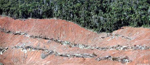 Mata Atlântica perdeu 28 mil campos de futebol em um ano