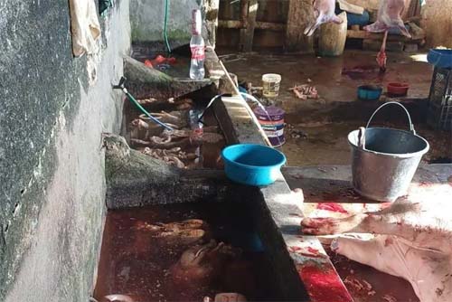 Moradores denunciam operação irregular de matadouro escondido na zona rural de União dos Palmares