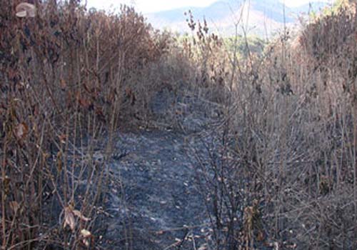 Homem incendeia sete hectares de mata atlântica na APA de Murici 