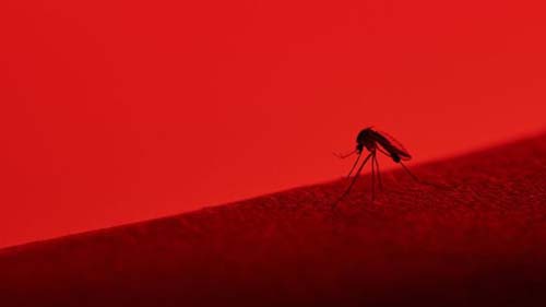 Mayaro: o que se sabe (e o que falta saber) sobre o novo vírus transmitido por mosquitos que pode estar circulando no Rio