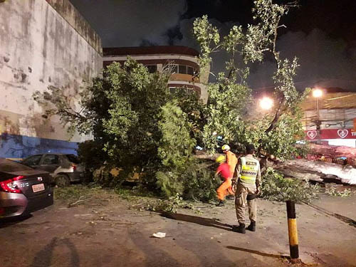 Rua das árvores será interditada nesta quarta-feira (11)