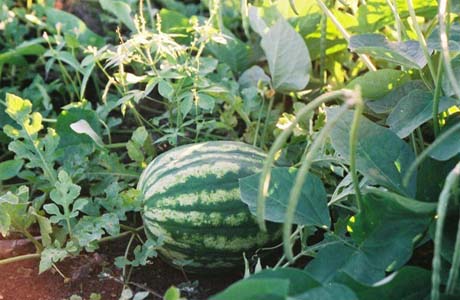 Dia de campo estimula produção agroecológica em Ibateguara