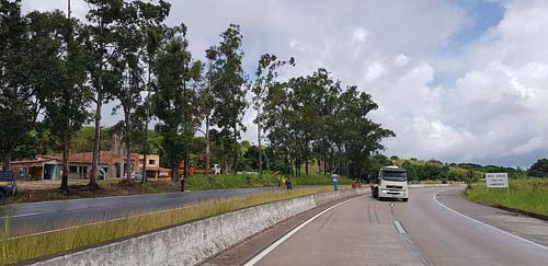 Árvores de cerca de 40 metros que ameaçavam cair são derrubadas na BR-101