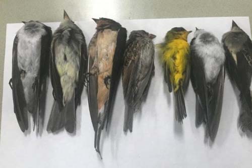 Efeito Dark? Milhares de pássaros caem do céu no Novo México