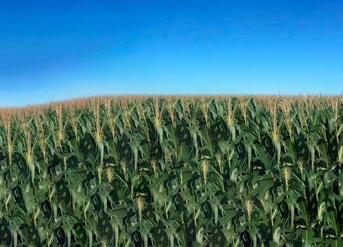 Produção de milho de Arapiraca chega a 25% em todo o Estado