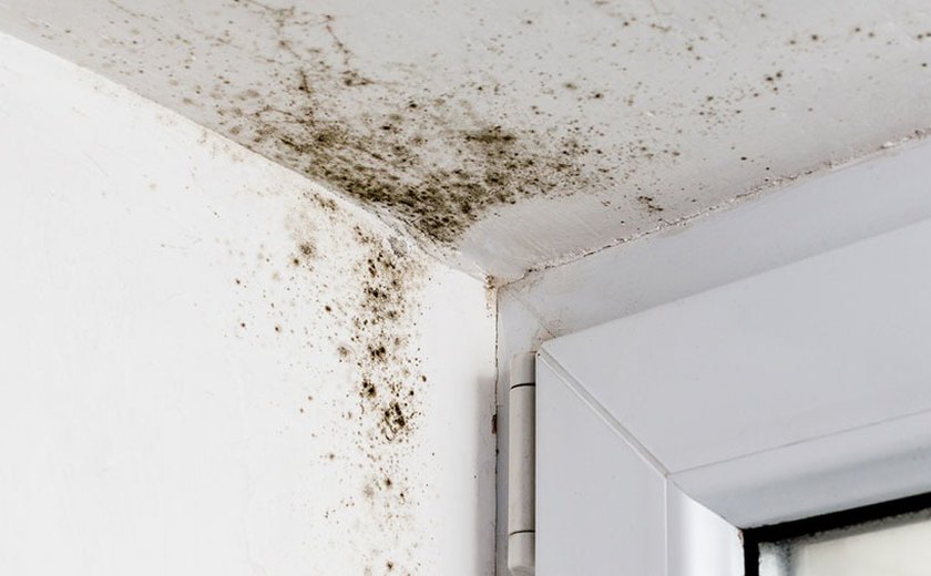 Além de causar danos nas residências, mofo pode prejudicar a saúde dos habitantes