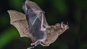 Descobertos na China 4 novos coronavírus aparentados com SARS-CoV-2