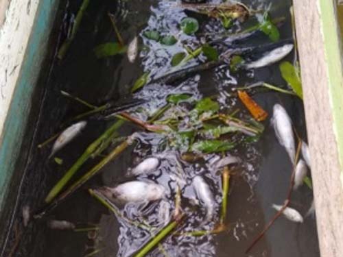 Melaço que vazou de usina percorreu 18 km até chegar a Jequiá da Praia