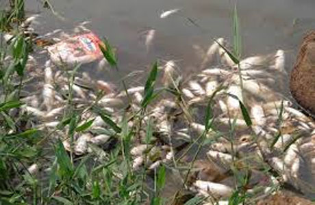 Mortandade de peixes no Rio Poxim assusta pescadores de Coruripe