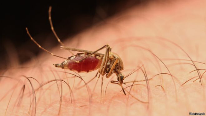 Por que mosquitos picam algumas pessoas mais que outras?