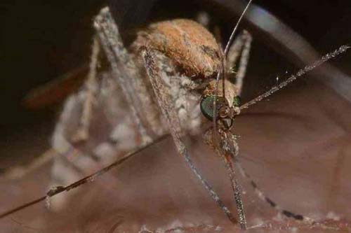 Pesquisadores detectam, pela primeira vez, vírus do Nilo Ocidental em Minas