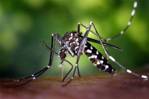 Saiba quais remédios são contraindicados em caso de suspeita de dengue
