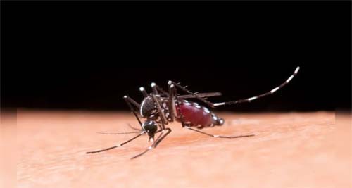 Alagoas vai receber vacinas da dengue a partir desta sexta