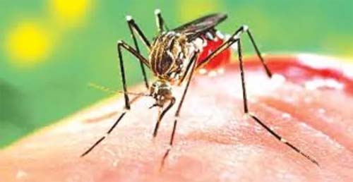 Maceió: SMS confirma idade e bairro da 1ª vítima de dengue em 2024