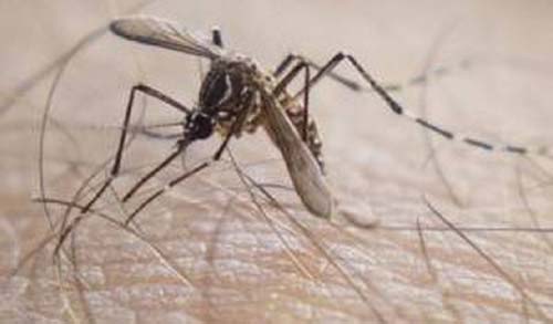 Confira quais os testes e exames para o diagnostico da dengue 