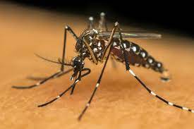 Incidência de casos de dengue aumenta