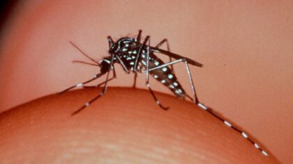 Prefeitura intensifica ações para conter avanço da Dengue, Zika e Chikungunya em Maceió