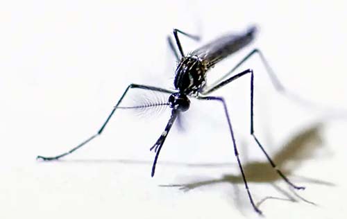 O que se sabe sobre a nova vacina contra a dengue