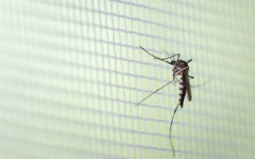 Alagoas é o segundo estado do país com mais casos prováveis de zika em gestantes