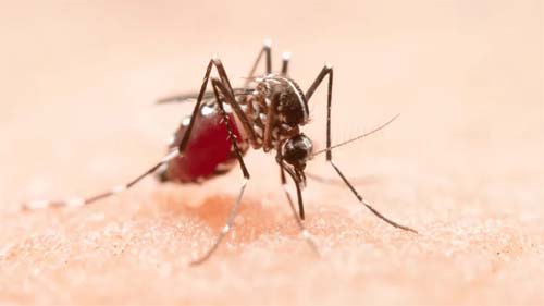 Anvisa alerta quais repelentes são adequados contra o mosquito da dengue
