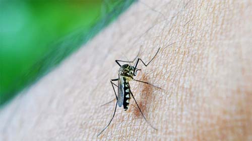 Dengue: Brasil tem 82% dos casos do mundo, diz OMS