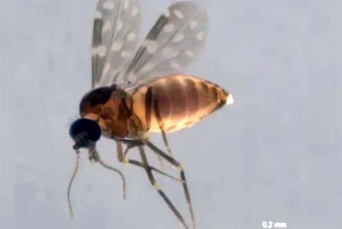 Primeiro caso de Febre do Oropouche é confirmado em Alagoas; saiba o que é e quais os sintomas da doença