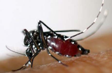 Brasil registra primeiros casos de transmissão interna de chikungunya