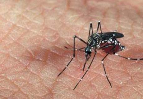 Alagoas registra sexto caso suspeito da febre chikungunya