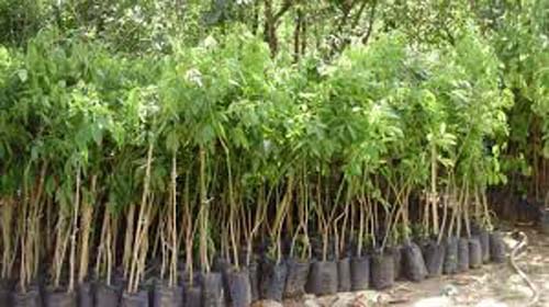 Conferência discute políticas públicas para o público LGBT+Ascom Semascompartilhar: A I Conferência Municipal de Políticas Públicas de Direitos Humanos LGBT+ de Maceió, promovida pela Secretaria Municipal de Assistência Social (Semas) e pelo Conselho