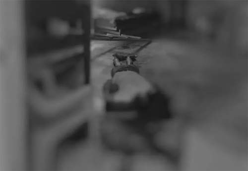 Desentendimento fatal: mulher assassinada degolada ao buscar pertences pessoais na zona rural