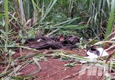 Jovem é encontrada morta em canavial próximo ao município de Flexeiras 