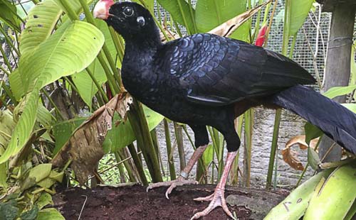 Mutum-de-Alagoas volta ao seu bioma de origem graças ao agronegócio canavieiro