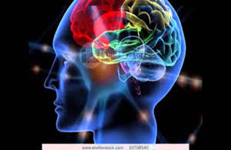Neurociência: entenda sua influência em nossa vida profissional