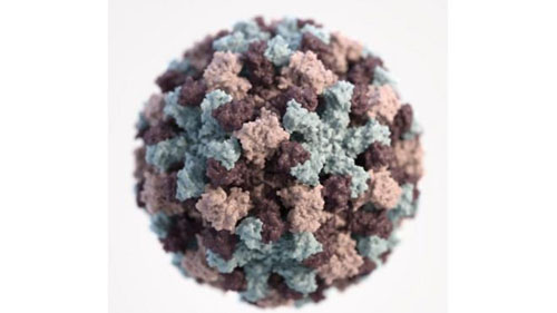 Por que a existência de 1 nonilhão de vírus na Terra é uma boa notícia