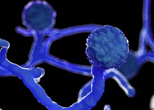 Fungo raro e agressivo 'mutila' pacientes de covid na Índia