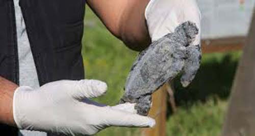 Após derramamento de óleo no Mediterrâneo, Israel acusa o Irã de 'eco-terrorismo'