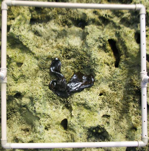   Óleo não é detectado em zonas de preservação na Costa dos Corais